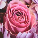 Flores eternas: qué son y sus cuidados